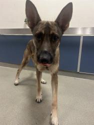 Shelter Stray Male Dog last seen Near BLOCK NW 42ND AVE, 3599 NW 79th Ave, Doral, FL 33122, USA