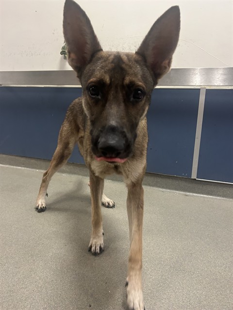 Shelter Stray Male Dog last seen Near BLOCK NW 42ND AVE, 3599 NW 79th Ave, Doral, FL 33122, USA