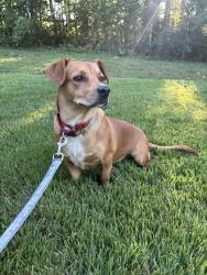 Found/Stray Female Dog last seen S Main St & W 11th St near Smokey’s BBQ, Lexington, NC 27292