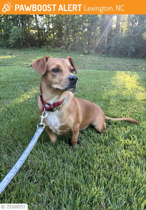 Found/Stray Female Dog last seen S Main St & W 11th St near Smokey’s BBQ, Lexington, NC 27292