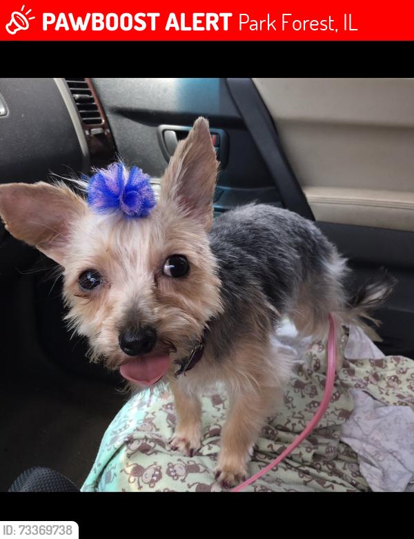 Lost Female Dog last seen Wilson Ct and Wilson St, Park Forest, IL 60466