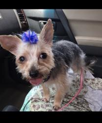 Lost Female Dog last seen Wilson Ct and Wilson St, Park Forest, IL 60466