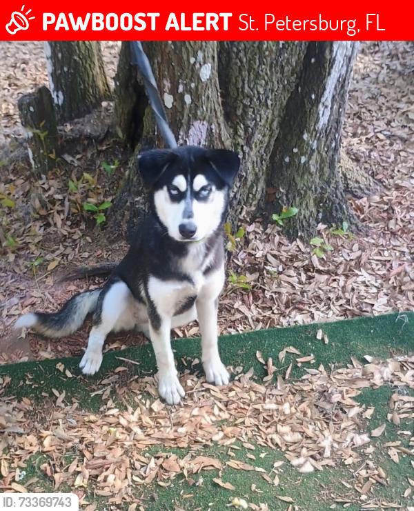 Lost Female Dog last seen Child’s park area, St. Petersburg, FL 33711