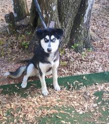 Lost Female Dog last seen Child’s park area, St. Petersburg, FL 33711