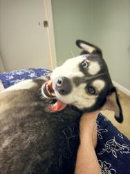 Found/Stray Female Dog last seen 37th st n, St. Petersburg, FL 33713
