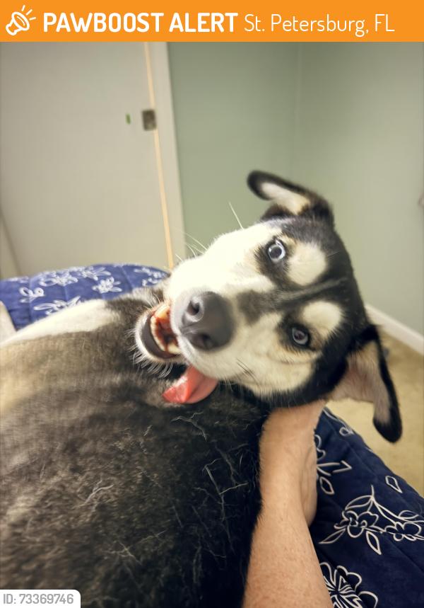 Found/Stray Female Dog last seen 37th st n, St. Petersburg, FL 33713