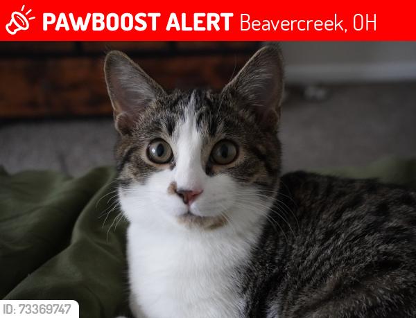 Lost Male Cat last seen Soin medical center, Beavercreek, OH 45431