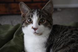 Lost Male Cat last seen Soin medical center, Beavercreek, OH 45431