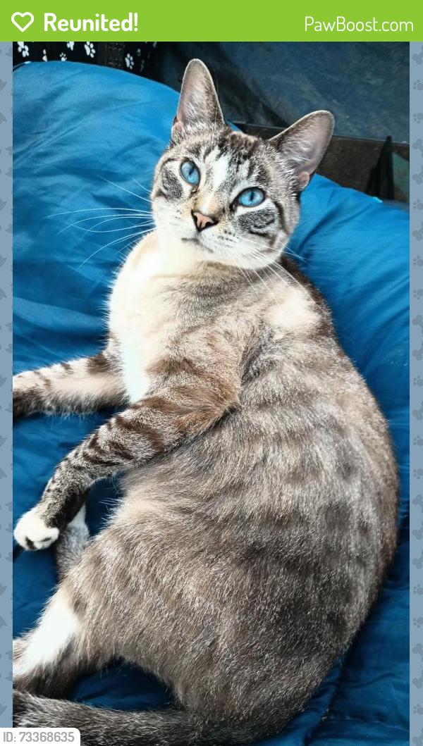 Reunited Male Cat last seen South Union / Davis Ave. Barratas Italian Restaurant, Des Moines, IA 50315