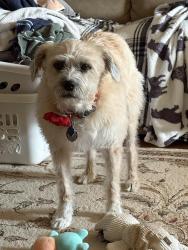 Lost Female Dog last seen Perth & Foch St, Livonia, MI 48154