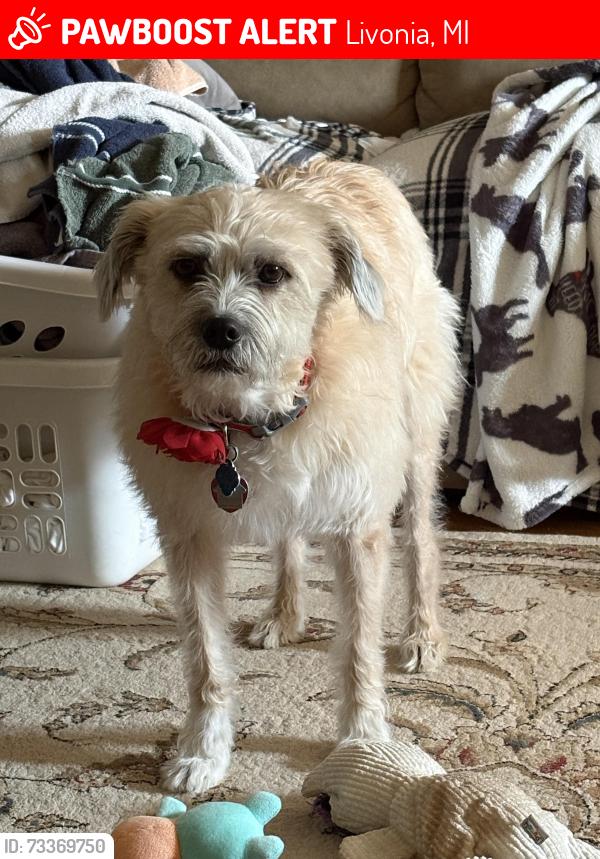 Lost Female Dog last seen Perth & Foch St, Livonia, MI 48154
