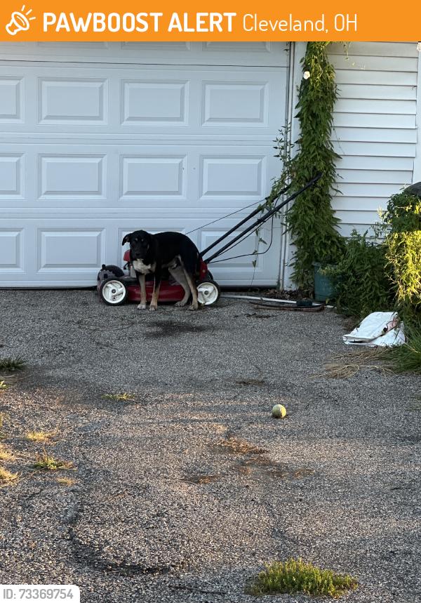 Found/Stray Male Dog last seen Flamingo and 183rd, Cleveland, OH 44135