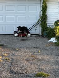 Found/Stray Male Dog last seen Flamingo and 183rd, Cleveland, OH 44135