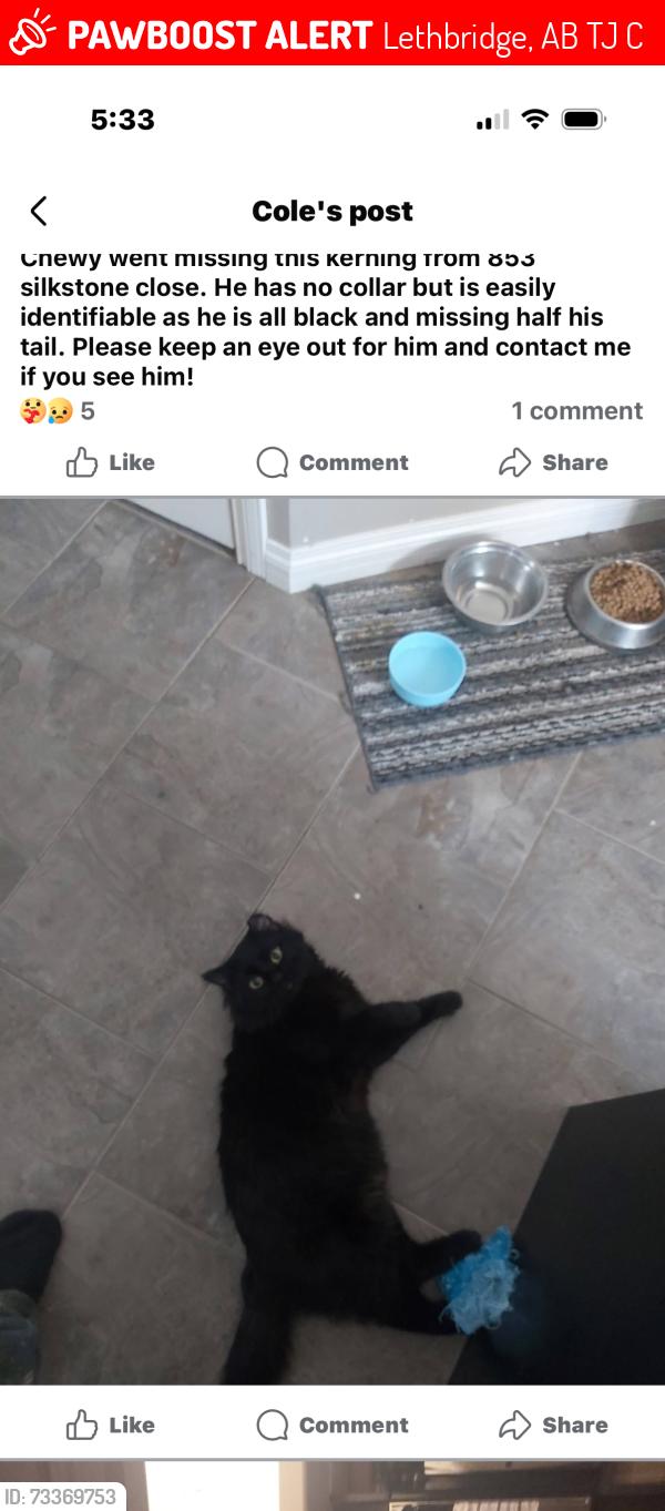 Lost Male Cat last seen Nofrills, Lethbridge, AB T1J 4C5