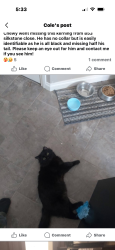 Lost Male Cat last seen Nofrills, Lethbridge, AB T1J 4C5