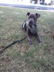 Lost Female Dog last seen Fremont Street an king street Stockton California, Fremont, CA 94538