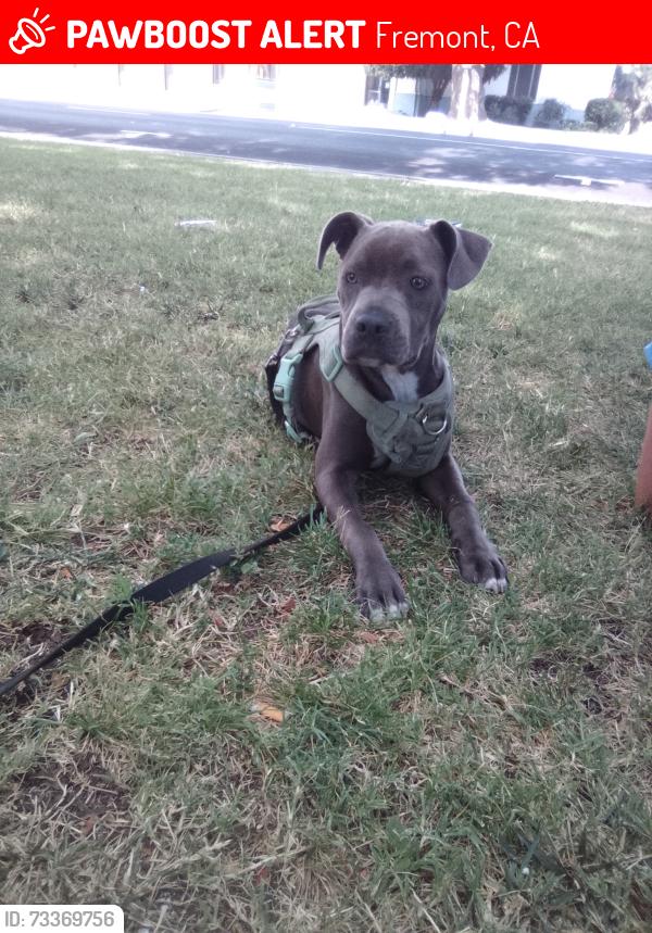 Lost Female Dog last seen Fremont Street an king street Stockton California, Fremont, CA 94538