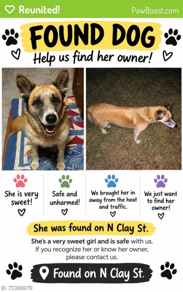 Reunited Female Dog last seen N clay st And Baldridge, Ennis, TX 75119