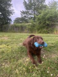 Lost Male Dog last seen 41st and 209th, Broken Arrow, OK 74014