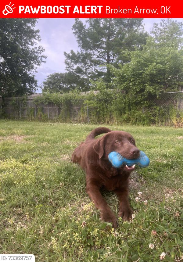 Lost Male Dog last seen 41st and 209th, Broken Arrow, OK 74014