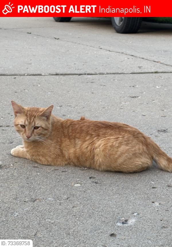 Lost Male Cat last seen Oakalandon & Fox Road, Indianapolis, IN 46236