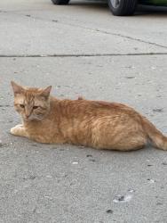 Lost Male Cat last seen Oakalandon & Fox Road, Indianapolis, IN 46236