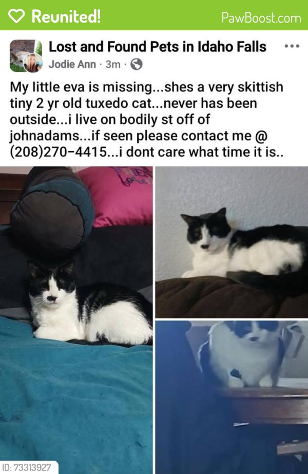 Reunited Female Cat last seen Tyra or foster, Idaho Falls, ID 83401