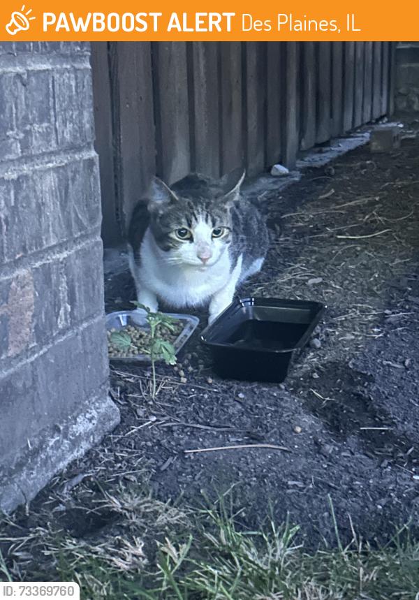 Found/Stray Unknown Cat last seen Golf and Potter, Des Plaines, IL 60016