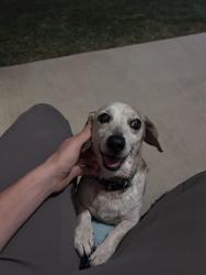 Found/Stray Male Dog last seen Bryant and Simmons, Edmond, OK 73034