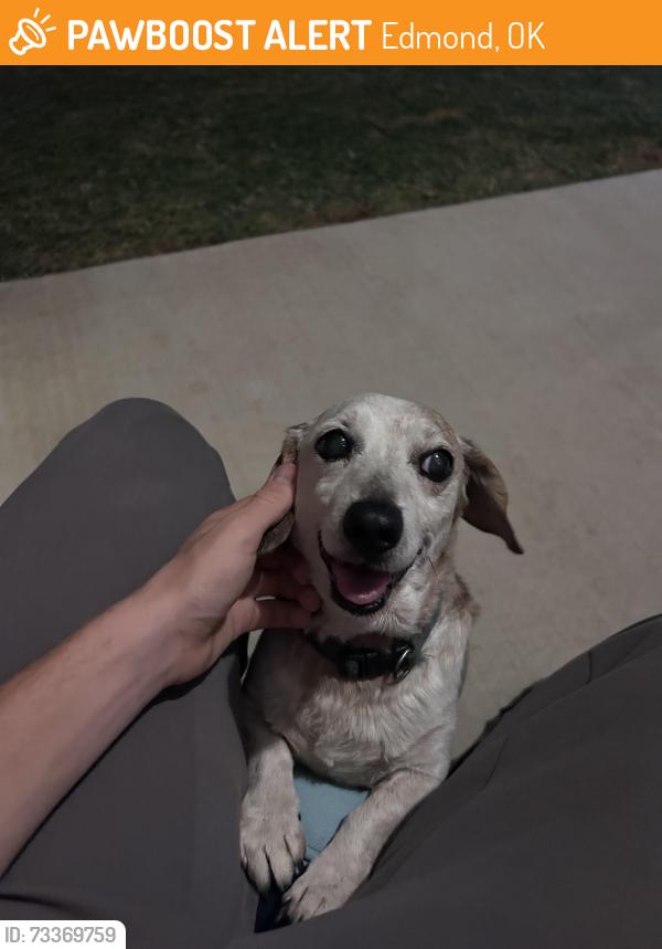 Found/Stray Male Dog last seen Bryant and Simmons, Edmond, OK 73034