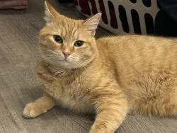 Reunited Unknown Cat last seen Frederick and Saint John’s, Ellicott City, MD 21042