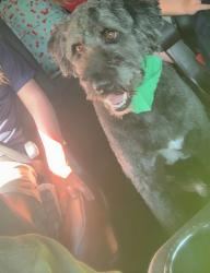 Reunited Male Dog last seen Near and 417, Spartanburg County, SC 29388