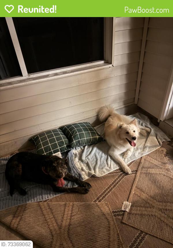 Reunited Female Dog last seen Stambaugh Ct., Jacksonville, NC 28543