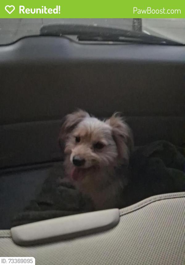 Reunited Male Dog last seen Chester st, Gastonia NC 28054, Gastonia, NC 28054