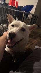 Reunited Male Dog last seen Haywood mall park lot, Greenville, SC 29607