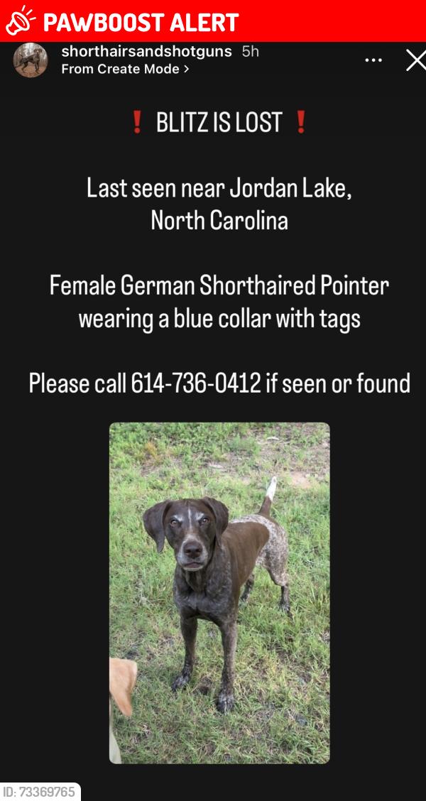 Lost Female Dog last seen Transis camp road, Transis Camp Rd, NC 27517