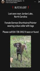 Lost Female Dog last seen Transis camp road, Transis Camp Rd, NC 27517