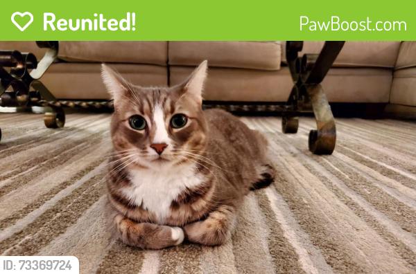 Reunited Male Cat last seen 12th St and Idaho, Santa Monica, CA 90403