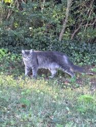Found/Stray Unknown Cat last seen Highland Ave, Hendersonville, NC 28792