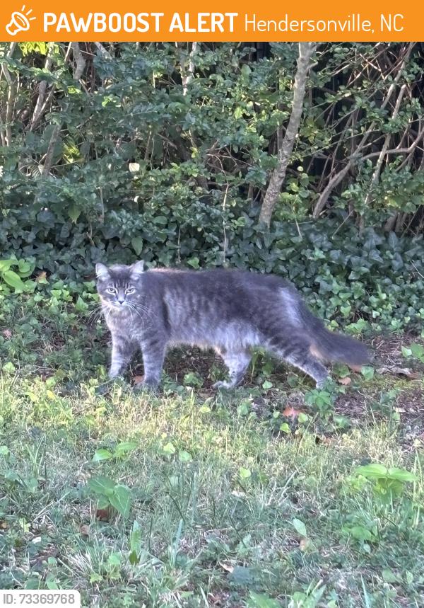 Found/Stray Unknown Cat last seen Highland Ave, Hendersonville, NC 28792