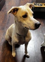 Reunited Female Dog last seen Post road and daniel mill, Winston, GA 30187