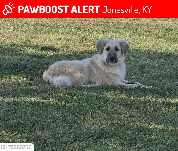 Lost Female Dog last seen Jonesville Rd Jonesville ky., Jonesville, KY 41052