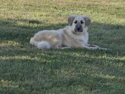 Lost Female Dog last seen Jonesville Rd Jonesville ky., Jonesville, KY 41052