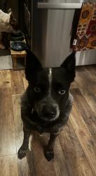 Lost Female Dog last seen Ogden rd and kings highway, West Deptford, NJ 08066