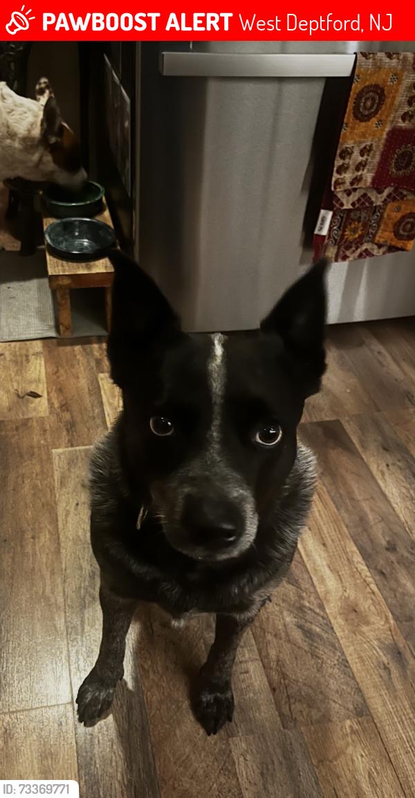 Lost Female Dog last seen Ogden rd and kings highway, West Deptford, NJ 08066