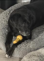 Reunited Male Dog last seen Bent pine st/ Forest Run (Wickham Forest), Melbourne, FL 32935