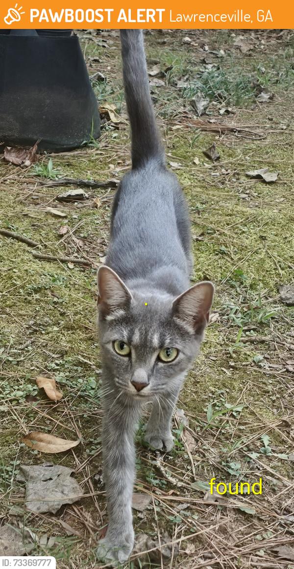 Found/Stray Male Cat last seen Pine forest and timber valley, Lawrenceville, GA 30046