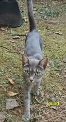 Found/Stray Male Cat last seen Pine forest and timber valley, Lawrenceville, GA 30046