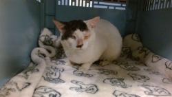Shelter Stray Male Cat last seen LAS, 3599 NW 79th Ave, Doral, FL 33122, USA