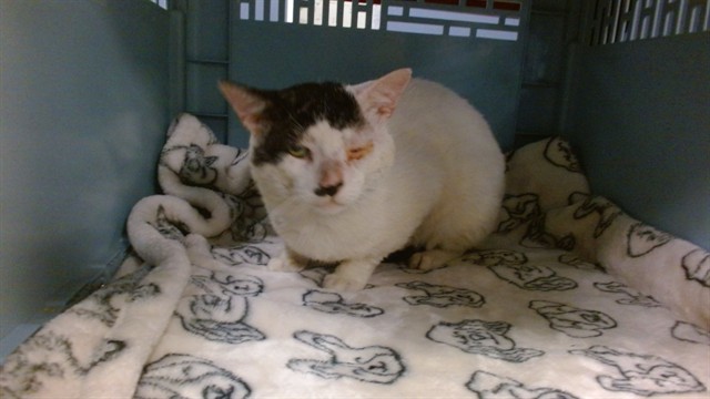 Shelter Stray Male Cat last seen LAS, 3599 NW 79th Ave, Doral, FL 33122, USA